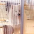 ドア越しに大型犬を…