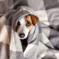 犬が濡れるのを嫌が…