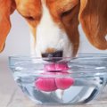 愛犬の飲み水の交換…