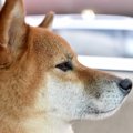 愛犬が『塩対応』を…