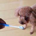 犬が『おせっかいだ…