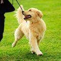 愛犬の安全の為に！…