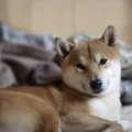 犬にとっての『良く…