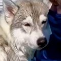 カッコいいシベリア…