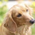 かわいすぎ♡犬が『首…