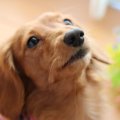 犬を心配しすぎてし…