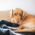 見逃さないで！犬の…