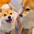 犬2匹の撮影中『聞い…