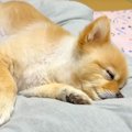 『9年間、犬と毎日一…