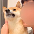 柴犬を脅してみた結…