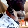 犬に『手作りのフェ…