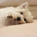 子犬のかじり癖の理…