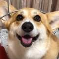お誕生日のお祝いプ…