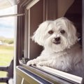 犬と一緒に帰省する…