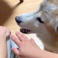 犬の前で『喧嘩する…