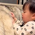 『大型犬のモフモフ…