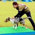 『世界一賢い犬種』…