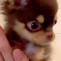 極小子犬に『タッチ…