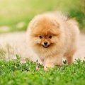 犬の毛の基礎知識！…