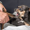 犬が『本気噛み』を…