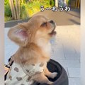 『うわうわ』と鳴く…