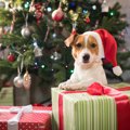 愛犬が喜ぶ『クリス…