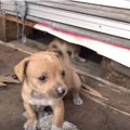 倉庫に住み着いた母…