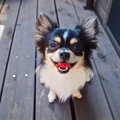 犬が『超楽しい！』…