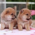 愛犬がおしっこを失…