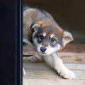 愛犬が『人慣れ』し…