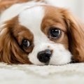 なぜ犬の目はあんな…