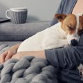 今すぐ実践♡犬が心の…