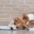 犬がトイレシーツの…