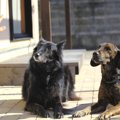 成犬に育ってから『…
