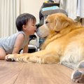 家族の入院中、犬に…