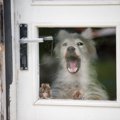 犬が『窓の外』に向…