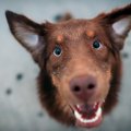 犬を褒めないとどう…