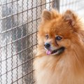 保護犬の譲渡会って…