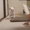 抱っこが嫌い！とに…