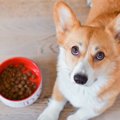 犬の病気の発見が遅…