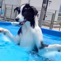 プールを見つけて大…
