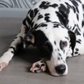 犬が朝に吐くのはな…