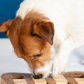 犬にも『好きな匂い…