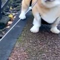 散歩中『犬と行きた…