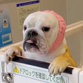 犬が『超高機能なお…