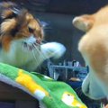 犬と猫がケンカした…