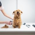 『トリミングサロン…