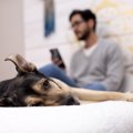 犬が『暇だな～と感…