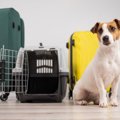 愛犬との旅行を快適…