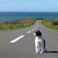 愛犬が迷子になった…